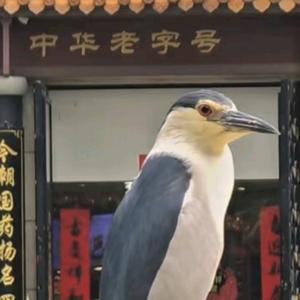 Umimi头像