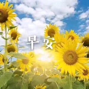向日葵🌻～互头像