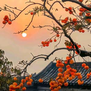 安宁市泳江苗木种植园企业店头像