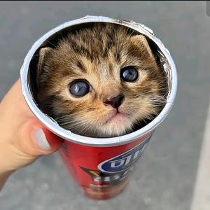 谁的西瑞尔头像