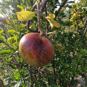 兰兰❤️❤️头像