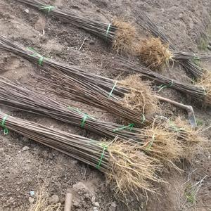 鹤峰苗木合作社头像