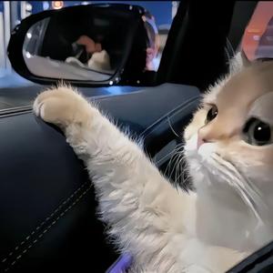 别叫我阿派头像