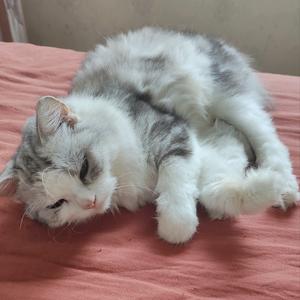 猫咪小星星头像