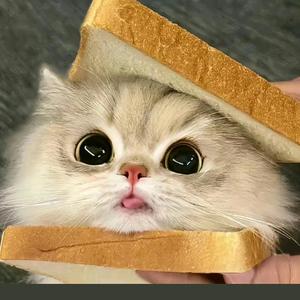 番茄不炒蛋头像