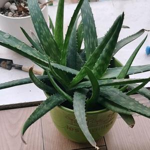 我国钓鱼岛头像