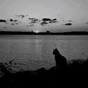 ✿ʕ•̫͡•ʔ敷衍ペ头像