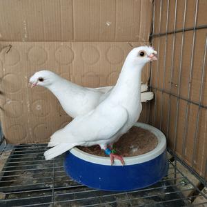 成都杨高飞（代发鸽子）头像