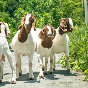 祥泰养殖场头像