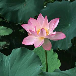 琴姐好物分享头像