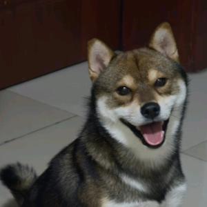 泰州旺财犬舍头像