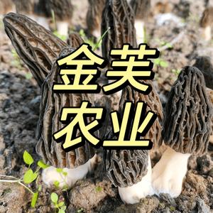 湖南金芙农业科技有限公司头像