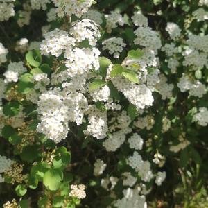 开“辛”(不活跃）头像