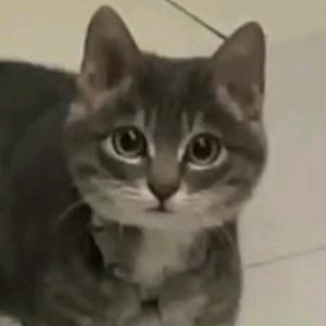 🔑Coraline🍂头像