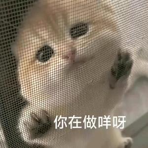 猫不哭先生头像