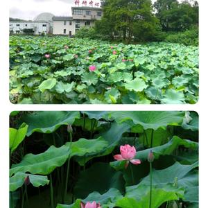 用户简单的人头像