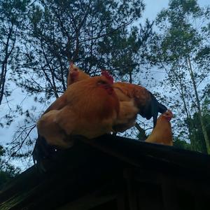 信宜三黄鸡合作社头像