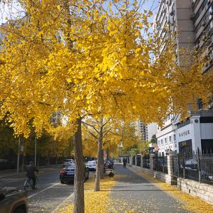 土家酱香饼头像