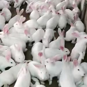 🐰🐰兔姐头像