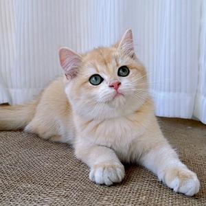 喵喵萌宠。头像