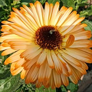 爱吃提子酥头像