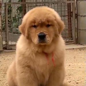 金元宝双血统金毛头像