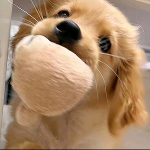 表白小彤一万次头像