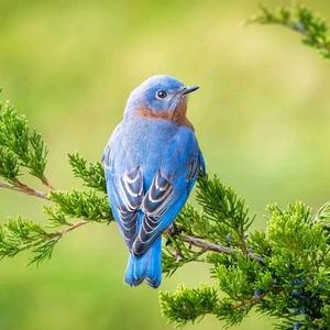 神奇的动物头像