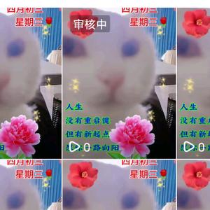 尼古拉斯呆头像