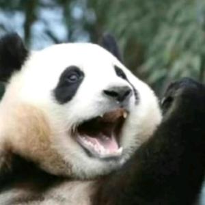 健忘🍀️ 渐望🐰头像