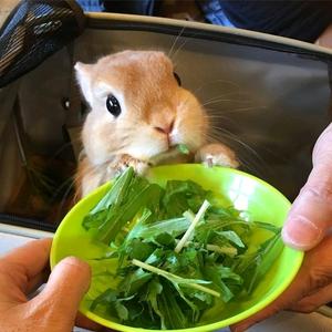 花花要吃四碗饭头像