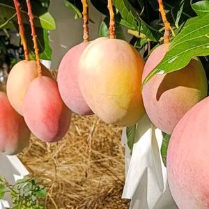 我爱你🌹🌹🌹头像