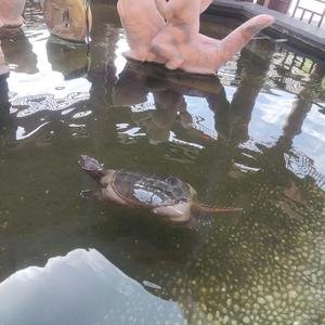 想谈狮子座女生头像