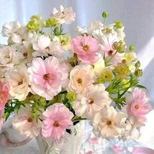 艾美家小明头像