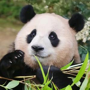 い草莓🍓大福゛头像