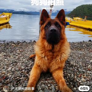 昆明老敏宠物养殖基地头像