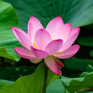 热情的春风LNC头像