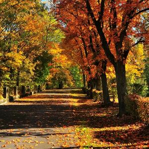 💞诺言ꦿ᪲头像