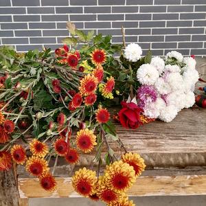 庄子里的我们头像