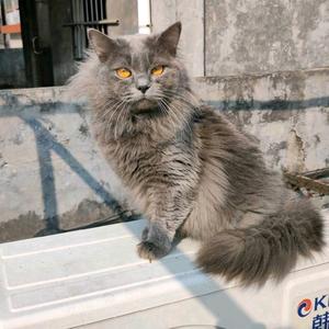 一碌蔗（售猫版）头像