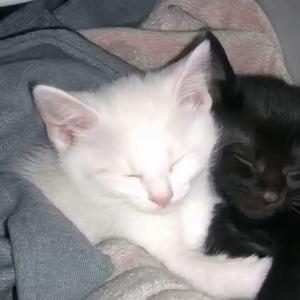 扇扇发极兔头像