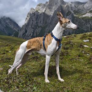 叫尖尖的车座子头像