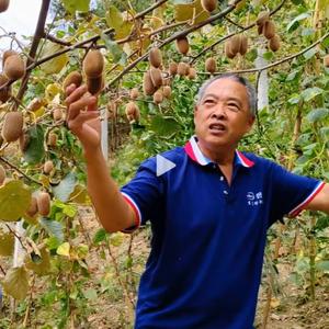农昌盛猕猴桃头像