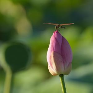 瞰津沽（旅行推荐官）头像