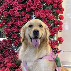 猫学汪动物工作室头像