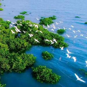 齐欢红树林赶海头像