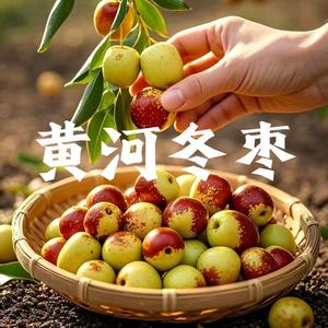 黄河冬枣采摘园头像