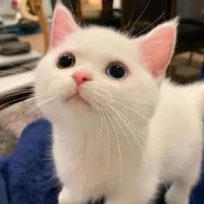 广州科苏汽车服务号头像