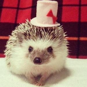刺猬头像