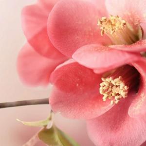 磨头一枝梅头像